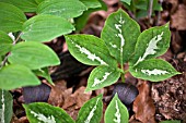 ARISAEMA SAZENSOO (MARBLED LEAF)