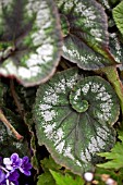 BEGONIA PRINCESS OF HANOVER