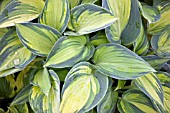 HOSTA JUNE