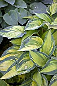 HOSTA JUNE