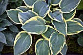 HOSTA FIRST FROST