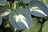 HOSTA DREAM WEAVER