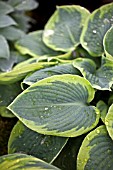 HOSTA TOKUDAMA FLAVOCIRCINALIS