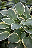 HOSTA IONA