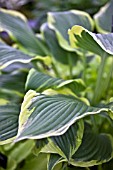 HOSTA YELLOW RIVER