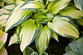 HOSTA CHOCO NISHIKI