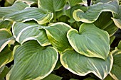 HOSTA FRAGRANT BOUQUET