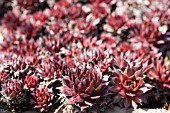 SEMPERVIVUM TECTORUM,  HOUSELEEK