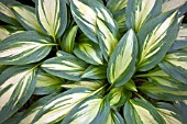 HOSTA CHERRY BERRY