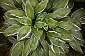 HOSTA SILVER LANCE