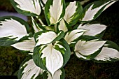 HOSTA FIRE AND ICE