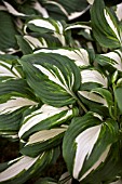 HOSTA MINUTEMAN