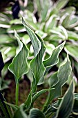 HOSTA PRAYING HANDS