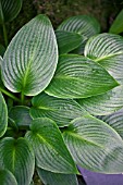 HOSTA DEVON GREEN