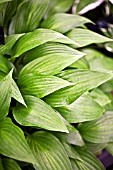 HOSTA LANCIFOLIA