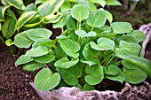 HOSTA TEASPOON