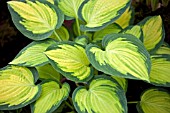 HOSTA ORANGE MARMALADE