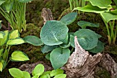 HOSTA ABIQUA DRINKING GOURD