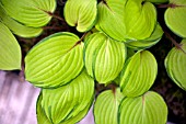 HOSTA PARADISE ISLAND