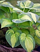 HOSTA REVERSED