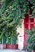 BOUGAINVILLEA ON WALL OF TRADITIONAL MALTESE HOUSE