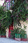 BOUGAINVILLEA ON WALL OF TRADITIONAL MALTESE HOUSE