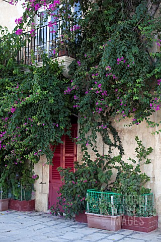 BOUGAINVILLEA_ON_WALL_OF_TRADITIONAL_MALTESE_HOUSE