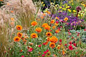 MIXED PLANTING IN RAISED ALPINE BED