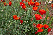 ESCHSCHOLZIA CALIFORNICA