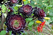 AEONIUM ARBOREUM ZWARTKOP