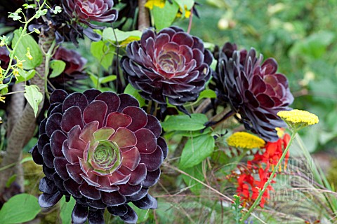 AEONIUM_ARBOREUM_ZWARTKOP