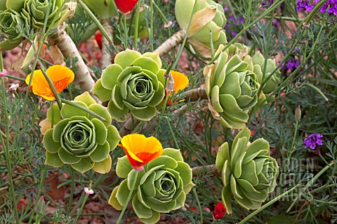 AEONIUM_ARBOREUM