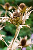 ERYNGIUM OLIVERIANUM