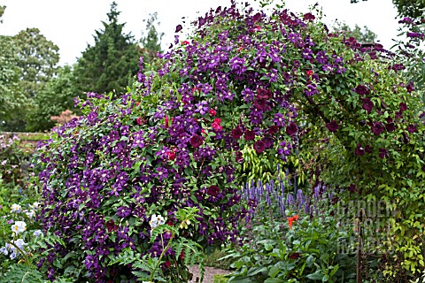 CLEMATIS_ETOILE_VIOLETTE_AND_CLEMATIS_ROYAL_VELOURS