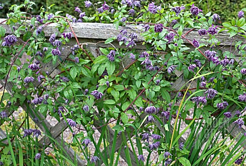 CLEMATIS_MARY_ROSE
