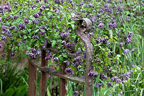 CLEMATIS_MARY_ROSE