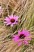 ECHINCAEA AND STIPA IN ASSOCIATION