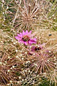 ECHINCAEA, ALLIUM CRISTOPHII AND STIPA IN ASSOCIATION