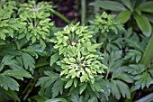 ANEMONE NEMOROSA VIRIDIFLORAA