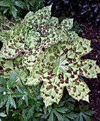 PODOPHYLLUM SPOTTY DOTTY