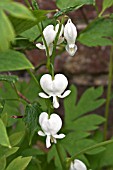 DICENTRA SPECTABILIS ALBA