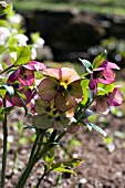 HELLEBORUS ORIENTALIS