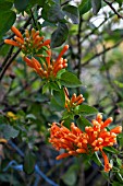 PYROSTEGIA VENUSTA, ORANGE TRUMPET VINE