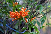 PYROSTEGIA VENUSTA, ORANGE TRUMPET VINE