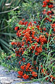 PYRACANTHA ANGUSTIFOLIA