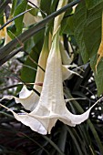 BRUGMANSIA ARBOREA