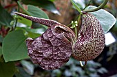 ARISTOLOCHIA BRASILIENSIS