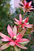 LEUCADENDRON SAFARI SUNSET