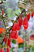 AGAPETES SERPENS