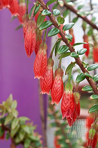 AGAPETES_SERPENS